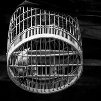Let The Caged Bird Sing - Howard Hunt